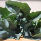 Preview: Blattkohl Spigariello Napoli (Samen)