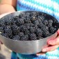 Preview: Brombeere Asterina  (Pflanze)