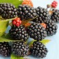 Preview: Brombeere Asterina  (Pflanze)