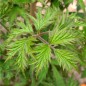 Preview: Brombeere Thornless Evergreen  (Pflanze)