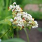 Preview: Buchweizen (Samen)