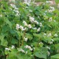 Preview: Buchweizen (Samen)