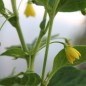 Preview: Frucht-Chili (Samen)
