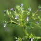 Preview: Champignon-Amethystblume (Samen)
