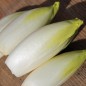 Preview: Chicoree Brussels Witloof (Samen)