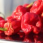 Preview: Chili 7 Pot Bubblegum (Schärfe 10+) (Samen)
