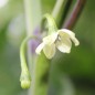 Preview: Chili 7 Pot Bubblegum (Schärfe 10+) (Samen)