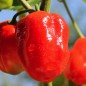Preview: Chili Arion (Schärfe 6) (Samen)