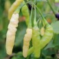 Preview: Chili Aribibbi Gusano (Schärfe 10) (Samen)
