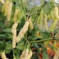 Preview: Chili Aribibbi Gusano (Schärfe 10) (Samen)