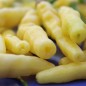 Preview: Chili Aribibbi Gusano (Schärfe 10) (Samen)