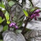 Preview: Chili Black Pearl (Schärfe 8) (Samen)