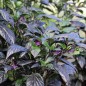 Preview: Chili Black Pearl (Schärfe 8) (Samen)