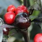 Preview: Chili Black Pearl (Schärfe 8) (Samen)
