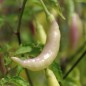 Preview: Chili Blondy (Schärfe 5) (Samen)