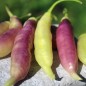 Preview: Chili Blondy (Schärfe 5) (Samen)