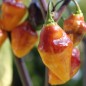 Preview: Chili Bolivian Bumpy (Schärfe 9) (Samen)