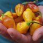 Preview: Chili Bolivian Bumpy (Schärfe 9) (Samen)