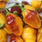 Preview: Chili Bolivian Bumpy (Schärfe 9) (Samen)