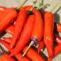 Preview: Chili Buena Mulata (Schärfe 5) (Samen)
