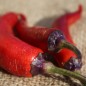 Preview: Chili Buena Mulata (Schärfe 5) (Samen)