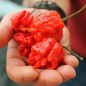 Preview: Chili Carolina Reaper (Schärfe 10+)(Samen)