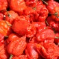 Preview: Chili Carolina Reaper (Schärfe 10+)(Samen)