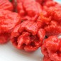 Preview: Chili Carolina Reaper (Schärfe 10+)(Samen)