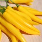 Preview: Chili Cayenne Yellow (Schärfe 6) (Samen)