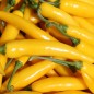 Preview: Chili Cayenne Yellow (Schärfe 6) (Samen)