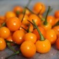 Preview: Chili Charapita (Schärfe 9) (Samen)