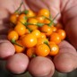 Preview: Chili Charapita (Schärfe 9) (Samen)