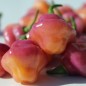 Preview: Chili Cheiro Roxa (Schärfe 9) (Samen)