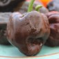 Preview: Chili Chihuacle Negro (Schärfe 7)  (Samen)