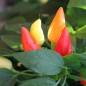 Preview: Chili Chinese Flame (Schärfe 2) (Samen)