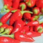 Preview: Chili Chinese Flame (Schärfe 2) (Samen)