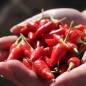 Preview: Chili Chinese Flame (Schärfe 2) (Samen)