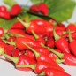 Preview: Chili Chinese Flame (Schärfe 2) (Samen)