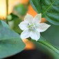Preview: Chili Chocolate Cherry Pepper (Schärfe 3) (Samen)