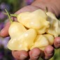 Preview: Chili Dulce Luna (Schärfe 2) (Samen)