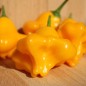 Preview: Chili Dulce Sol (Schärfe 2) (Samen)