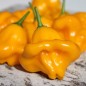 Preview: Chili Dulce Sol (Schärfe 2) (Samen)