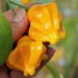Preview: Chili Dulce Sol (Schärfe 2) (Samen)