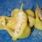 Preview: Chili Dulce Luna (Schärfe 2) (Samen)