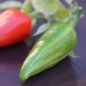 Preview: Chili Fish Pepper (Schärfe 4) (Samen)