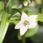 Preview: Chili Fish Pepper (Schärfe 4) (Samen)