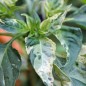 Preview: Chili Fish Pepper (Schärfe 4) (Samen)