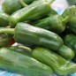 Preview: Gemüsechili Friariello Nocera (Schärfe 0) (Samen)