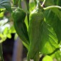 Preview: Gemüsechili Friariello Nocera (Schärfe 0) (Samen)