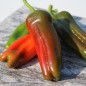 Preview: Gemüsechili Friariello Nocera (Schärfe 0) (Samen)